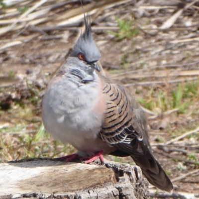 Ocyphaps lophotes (Crested Pigeon) at ANBG - 20 Sep 2019 by Christine