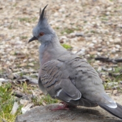 Ocyphaps lophotes at Acton, ACT - 20 Sep 2019 12:59 PM