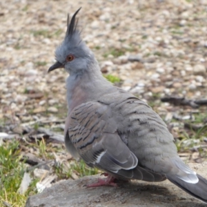 Ocyphaps lophotes at Acton, ACT - 20 Sep 2019