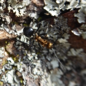 Polyrhachis semiaurata at Hackett, ACT - 20 Sep 2019 01:24 PM