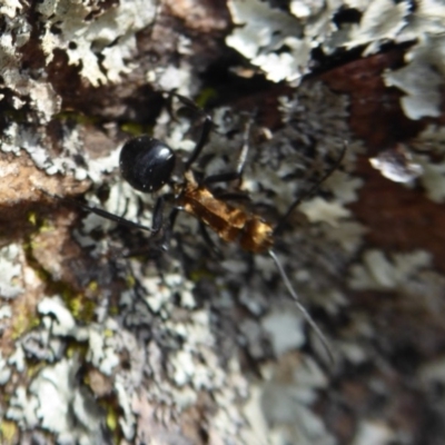Polyrhachis semiaurata (A golden spiny ant) at Black Mountain - 20 Sep 2019 by Christine