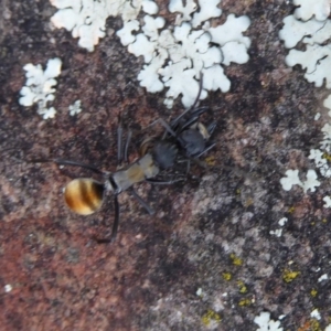 Polyrhachis ammon at Point 4999 - 20 Sep 2019