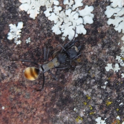 Polyrhachis ammon (Golden-spined Ant, Golden Ant) at Hackett, ACT - 20 Sep 2019 by Christine