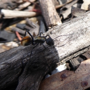 Polyrhachis ammon at Undefined Area - 20 Sep 2019 01:25 PM