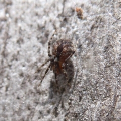 Cryptachaea veruculata (Diamondback comb-footed spider) at Hackett, ACT - 20 Sep 2019 by Christine