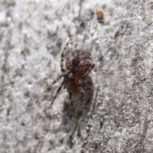 Cryptachaea veruculata at Point 4999 - 20 Sep 2019