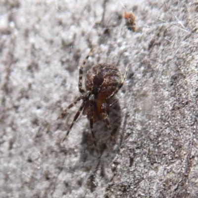 Cryptachaea veruculata (Diamondback comb-footed spider) at Hackett, ACT - 20 Sep 2019 by Christine