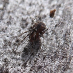 Cryptachaea veruculata at Point 4999 - 20 Sep 2019