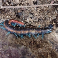 Scolopendra laeta (Giant Centipede) at Point 4997 - 20 Sep 2019 by Christine