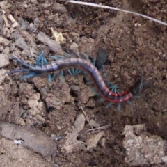 Scolopendra laeta at Hackett, ACT - 20 Sep 2019 01:42 PM