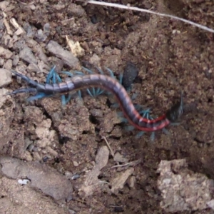 Scolopendra laeta at Hackett, ACT - 20 Sep 2019 01:42 PM