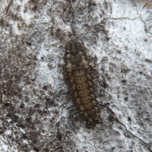 Coccinellidae (family) at Hackett, ACT - 20 Sep 2019 01:52 PM