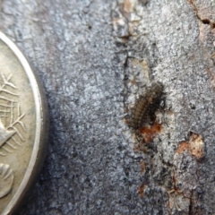 Coccinellidae (family) at Hackett, ACT - 20 Sep 2019 01:52 PM