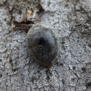 Coccinellidae (family) at Hackett, ACT - 20 Sep 2019