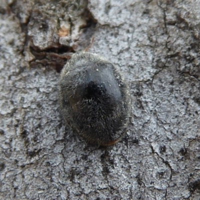 Coccinellidae (family) (Unidentified lady beetle) at Black Mountain - 20 Sep 2019 by Christine