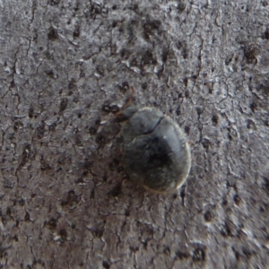 Coccinellidae (family) at Hackett, ACT - 20 Sep 2019 01:49 PM