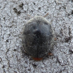 Coccinellidae (family) at Hackett, ACT - 20 Sep 2019