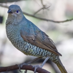 Ptilonorhynchus violaceus (Satin Bowerbird) at Mount Taylor - 30 Sep 2019 by Marthijn