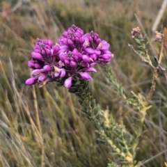 Comesperma ericinum (Heath Milkwort) at Ben Boyd National Park - 29 Sep 2019 by DeanAnsell