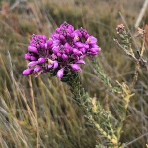 Comesperma ericinum at Green Cape, NSW - 29 Sep 2019