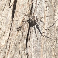 Tamopsis sp. (genus) at Aranda, ACT - 1 Oct 2019