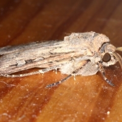 Agrotis infusa (Bogong Moth, Common Cutworm) at Ainslie, ACT - 1 Oct 2019 by jbromilow50