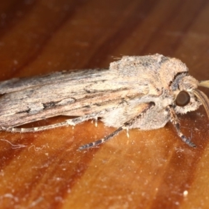 Agrotis infusa at Ainslie, ACT - 1 Oct 2019 01:25 PM