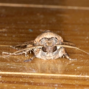 Agrotis infusa at Ainslie, ACT - 1 Oct 2019