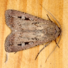 Agrotis infusa at Ainslie, ACT - 1 Oct 2019