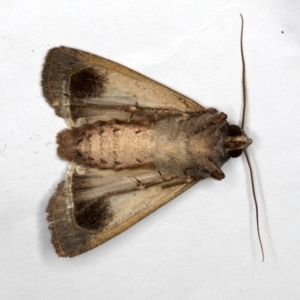 Agrotis infusa at Ainslie, ACT - 1 Oct 2019 01:25 PM