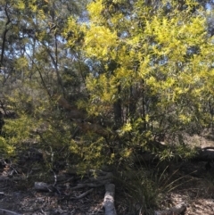 Acacia longifolia subsp. longifolia (sallow or Sydney golden wattle) at Aranda, ACT - 1 Oct 2019 by walter