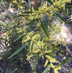Acacia longifolia subsp. longifolia at Aranda, ACT - 1 Oct 2019