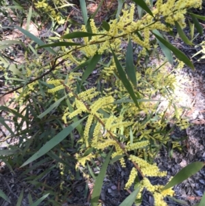 Acacia longifolia subsp. longifolia at Aranda, ACT - 1 Oct 2019