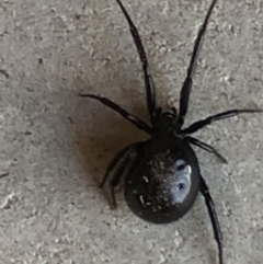 Steatoda grossa (Cupboard or Brown house spider) at Monash, ACT - 1 Oct 2019 by jackQ