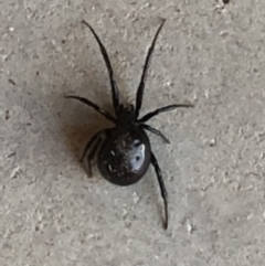 Steatoda grossa at Monash, ACT - 1 Oct 2019 02:46 PM