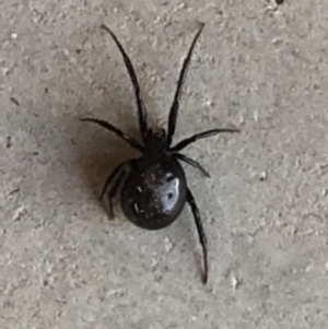 Steatoda grossa at Monash, ACT - 1 Oct 2019