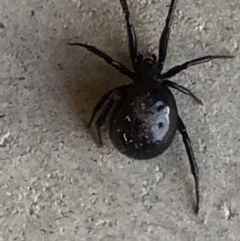 Steatoda grossa at Monash, ACT - 1 Oct 2019 02:46 PM