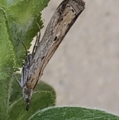 Faveria tritalis (Couchgrass Webworm) at Monash, ACT - 1 Oct 2019 by jackQ