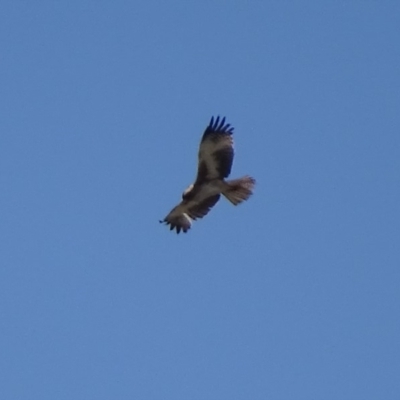 Hieraaetus morphnoides (Little Eagle) at Jerrabomberra Wetlands - 1 Oct 2019 by roymcd