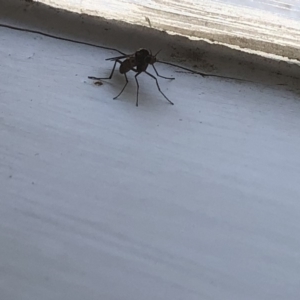 Sylvicola dubius at Aranda, ACT - 1 Oct 2019 03:33 PM