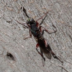 Eupelmidae (family) (Eupelmid wasp) at Red Hill, ACT - 27 Sep 2019 by rawshorty