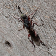 Eupelmidae (family) (Eupelmid wasp) at Red Hill, ACT - 26 Sep 2019 by rawshorty