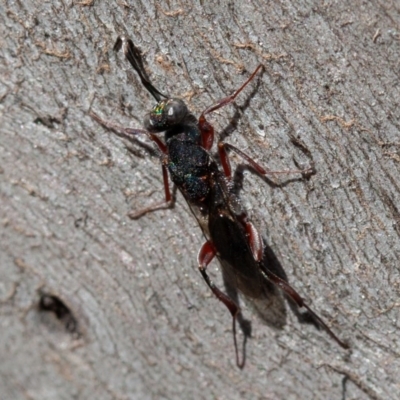 Eupelmidae (family) (Eupelmid wasp) at Red Hill, ACT - 27 Sep 2019 by rawshorty