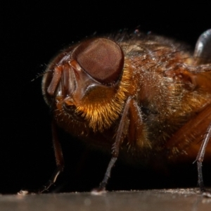 Calliphora sp. (genus) at Acton, ACT - 22 Sep 2019