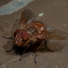 Calliphora sp. (genus) at Acton, ACT - 22 Sep 2019