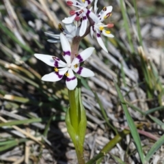 Wurmbea dioica subsp. dioica (Early Nancy) at Tuggeranong DC, ACT - 1 Oct 2019 by Marthijn