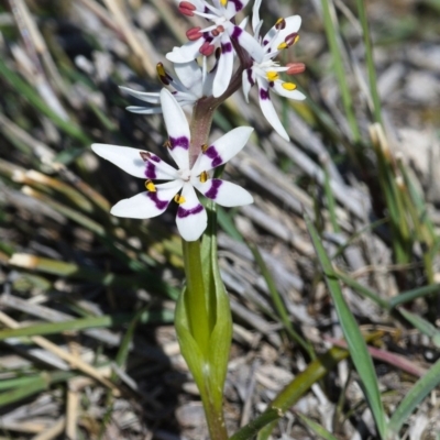 Wurmbea dioica subsp. dioica (Early Nancy) at Mount Taylor - 30 Sep 2019 by Marthijn