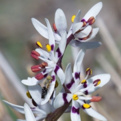 Wurmbea dioica subsp. dioica at Tuggeranong DC, ACT - 1 Oct 2019 09:39 AM