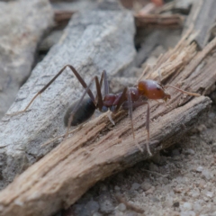 Iridomyrmex purpureus (Meat Ant) at Fisher, ACT - 30 Sep 2019 by Marthijn
