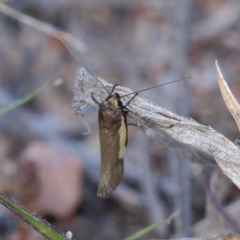 Philobota chrysopotama (A concealer moth) at Chifley, ACT - 1 Oct 2019 by Marthijn